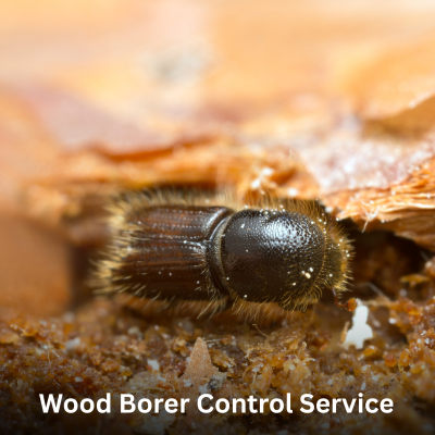 Wood Borer Control Service